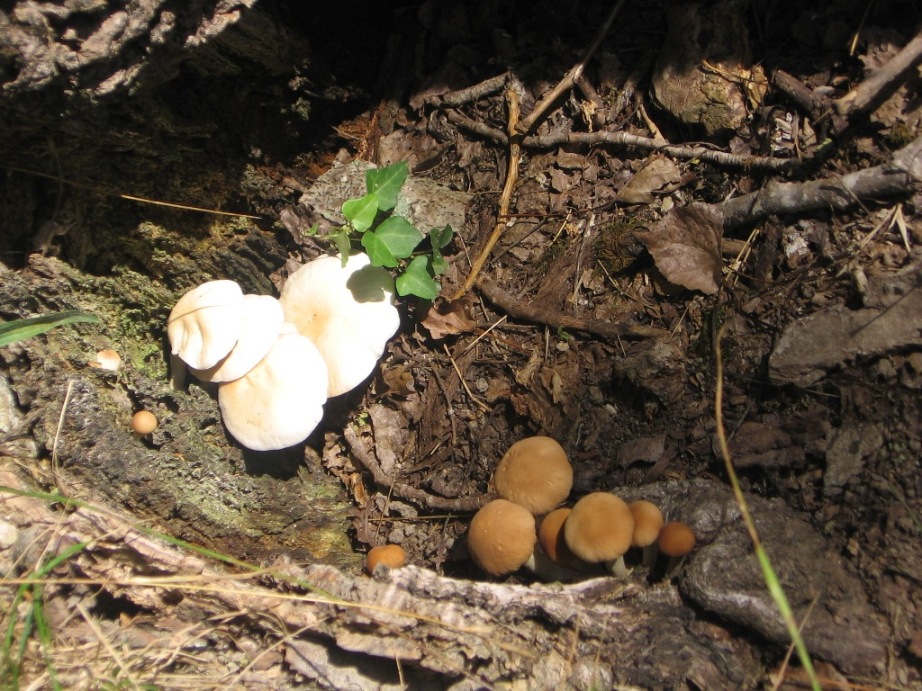 Fungo da determinare!!!